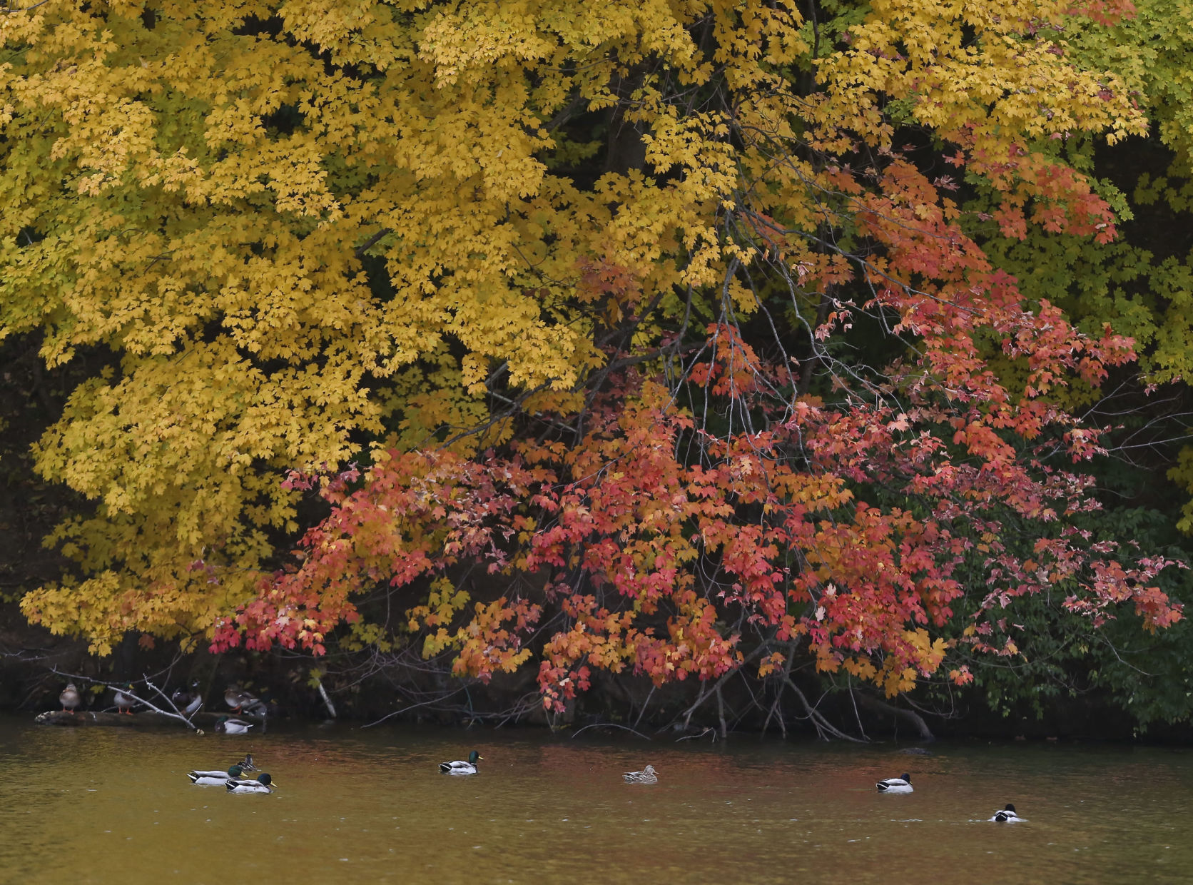 2018: Autumn Around Lake Decatur